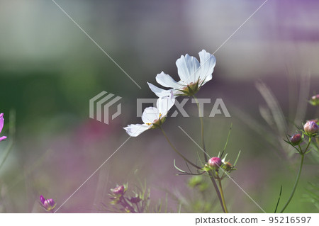 Cosmos Cosmos 95216597