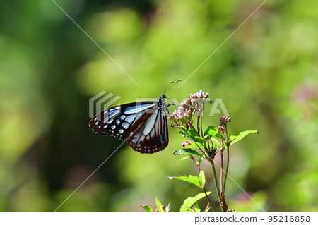 Asagi madara 95216858