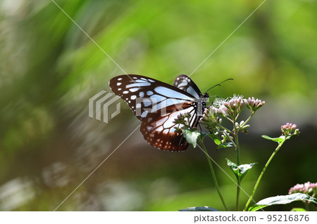 Asagi madara 95216876