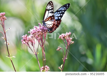 Asagi madara 95216895