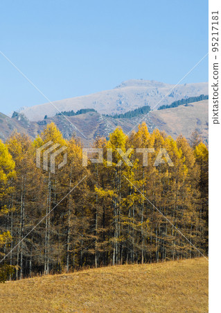Picturesque view of mountain slope covered with colorful trees Picturesque view of mountain slope covered with colorful trees 95217181