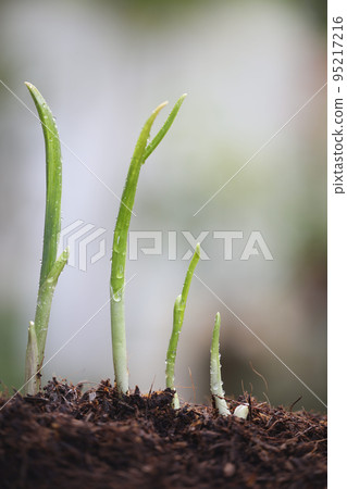 Fresh Garlic sprout vegetable close up Fresh Garlic sprout vegetable close up 95217216