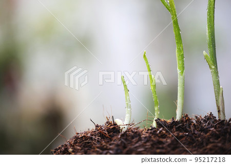 Fresh Garlic sprout vegetable close up 95217218