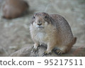 Animal 95217511