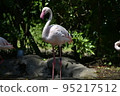 Flamingo  95217512