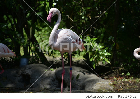 Flamingo Flamingo 95217512