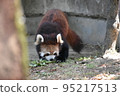 Lesser panda 95217513