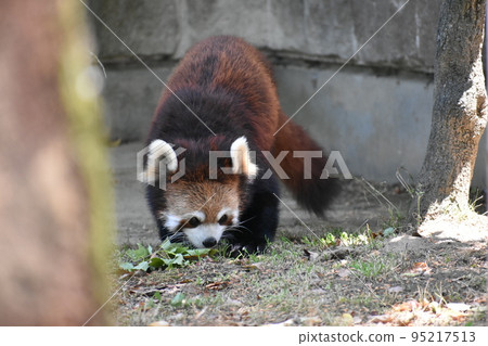 Lesser panda Lesser panda 95217513