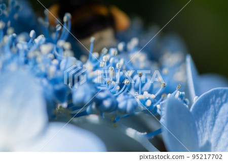 淺藍色繡球花特寫 淺藍色繡球花特寫 95217702