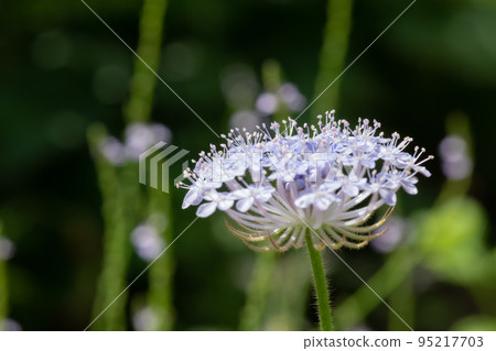 Beautiful pale purple flower Blue lace flower 95217703