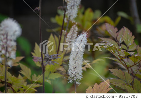 盛開的白花 95217708