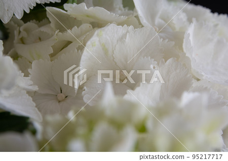 白色八仙花屬關閉 95217717