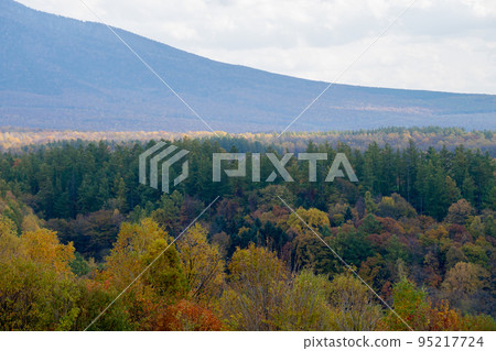 Forest at the foot of the mountain in autumn Forest at the foot of the mountain in autumn 95217724