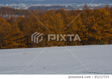 Yellow leaf larch forest and snow field Yellow leaf larch forest and snow field 95217725