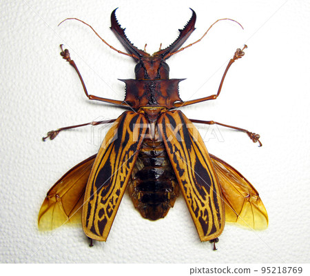 Beetle isolated on white. Giant longhorn beetle Macrodontia cervicornis spread wings, huge scary jaws mandibles macro. Collection beetles, cerambycidae, coleoptera, insect. Entomolog 95218769