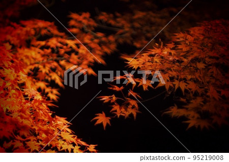 Autumn leaves at night 95219008
