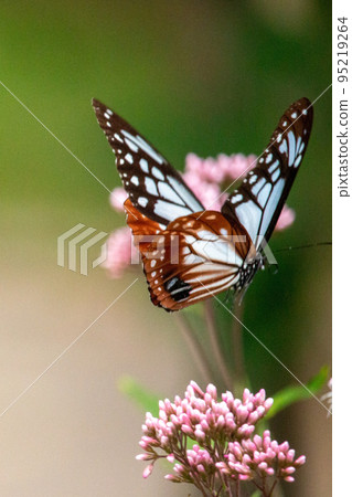 The graceful appearance of the traveling butterfly chestnut tiger The graceful appearance of the traveling butterfly chestnut tiger 95219264