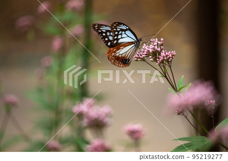 The graceful appearance of the traveling butterfly chestnut tiger The graceful appearance of the traveling butterfly chestnut tiger 95219277