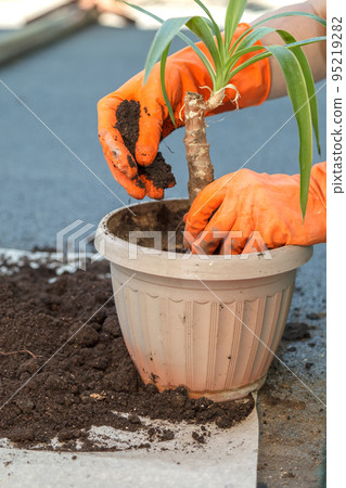The gardener replaces Yuccas homemade flower in a pot The gardener replaces Yuccas homemade flower in a pot 95219282