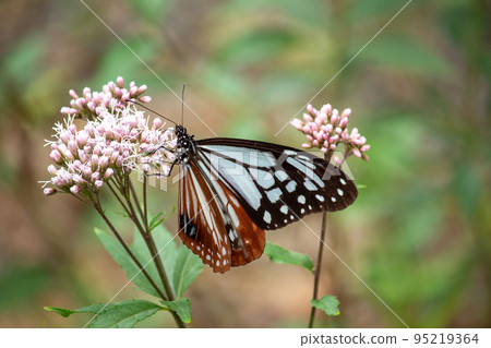 The graceful appearance of the traveling butterfly chestnut tiger 95219364