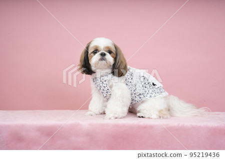 坐西施諾萊瓚 95219436