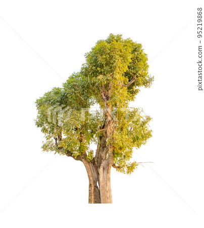 Isolated tree on white background Isolated tree on white background 95219868