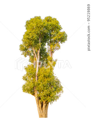 Isolated tree on white background Isolated tree on white background 95219869