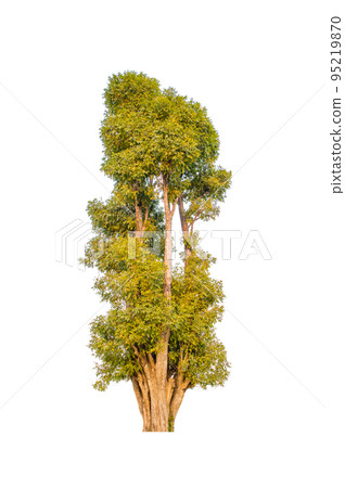 Isolated tree on white background Isolated tree on white background 95219870
