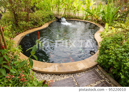 colorful fancy carps koi fish in garden pond colorful fancy carps koi fish in garden pond 95220010