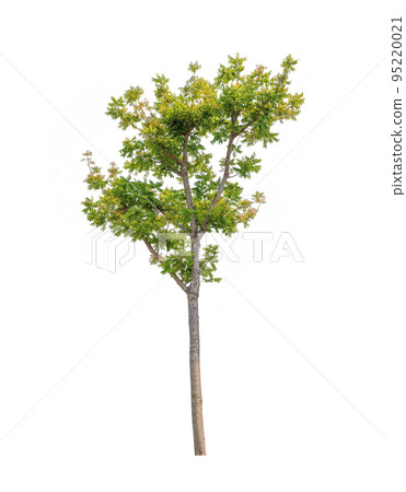 Isolated tree on white background 95220021