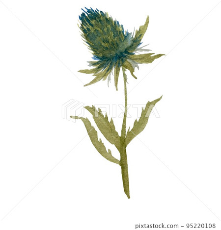 A blue and green thistle watercolor illustration A blue and green thistle watercolor illustration 95220108