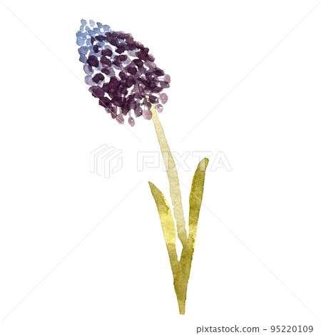 A blue and violet hyacinth watercolor illustration A blue and violet hyacinth watercolor illustration 95220109
