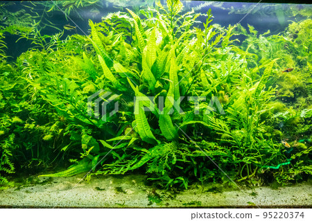aquatic plant in aquarium tank aquatic plant in aquarium tank 95220374
