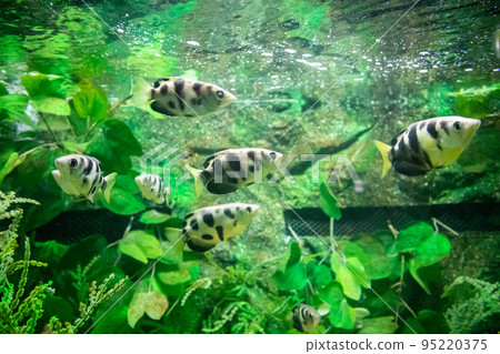 Archer fish in aquarium Archer fish in aquarium 95220375
