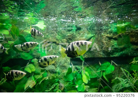 Archer fish in aquarium Archer fish in aquarium 95220376