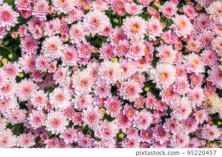 beautiful chrysanthemum flowers background top view beautiful chrysanthemum flowers background top view 95220457