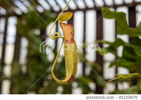 Carnivorous pitcher plants or monkey cups in the garden 95220670
