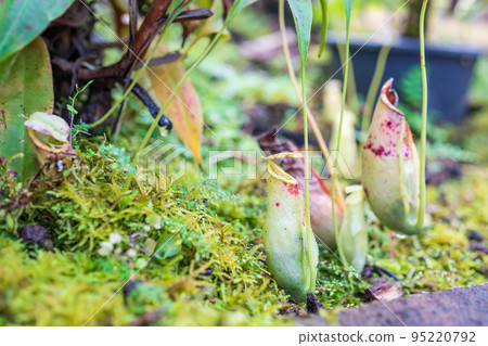Carnivorous pitcher plants or monkey cups in the garden 95220792