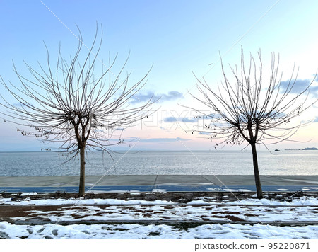 trees on the background of sea in Istanbul 95220871