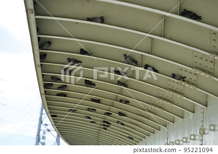 Pigeon hideout behind the bridge 95221094