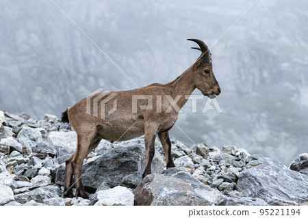 Beautiful rocky mountain bighorn sheep ram. Impressive pose in wild natural habitat Beautiful rocky mountain bighorn sheep ram. Impressive pose in wild natural habitat 95221194