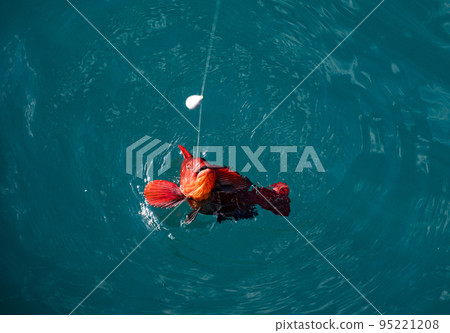 Favorite male leisure. Sunset lake, perch fishing with boat and rod, evening bite. 95221208