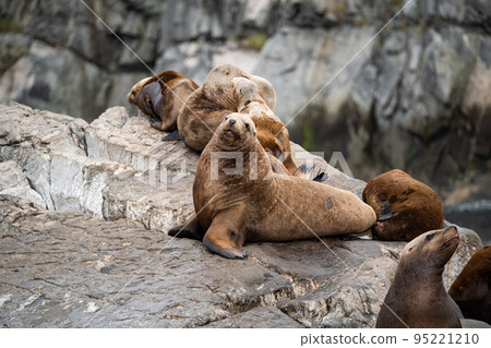Steller sea lion sitting on a rock island in the Pacific Ocean Steller sea lion sitting on a rock island in the Pacific Ocean 95221210