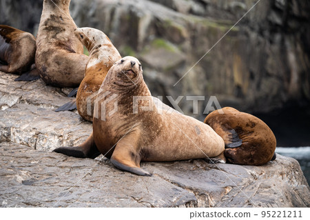 The Rookery Steller sea lions. Island in Pacific Ocean near Kamchatka Peninsula 95221211