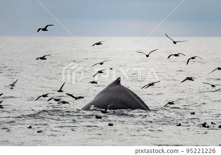 Swimming whale's back. Rare sea animal 95221226