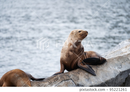 Sea lion on the beach in Galapagos Islands 95221261