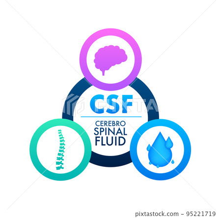 CSF - cerebrospinal fluid. Medical concept. Vector stock illustration. CSF - cerebrospinal fluid. Medical concept. Vector stock illustration. 95221719