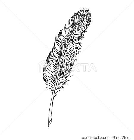 Writer feather. Hand drawing vintage art realistic quill feathers for pen detailed isolated vector elegant silhouette white and black sketch bird plume 95222653