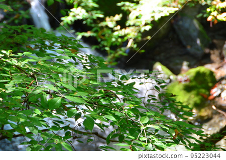 三峰神社表參道秋季3 三峰神社表參道秋季3 95223044