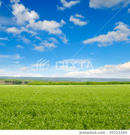Green peas field and blue sky. Green peas field and blue sky. 95223264